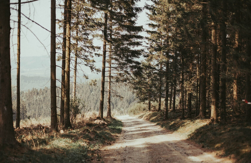 Ein Schotterweg durch einen Wald.